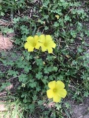Oxalis pes-caprae