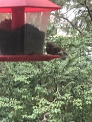 Haemorhous purpureus