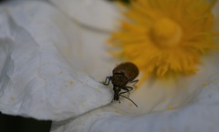 Mycterus curculioides