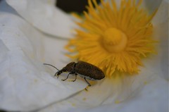 Mycterus curculioides