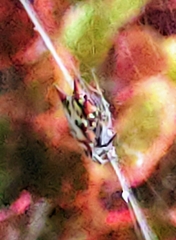 Gasteracantha cancriformis