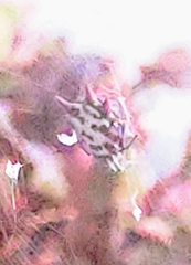 Gasteracantha cancriformis