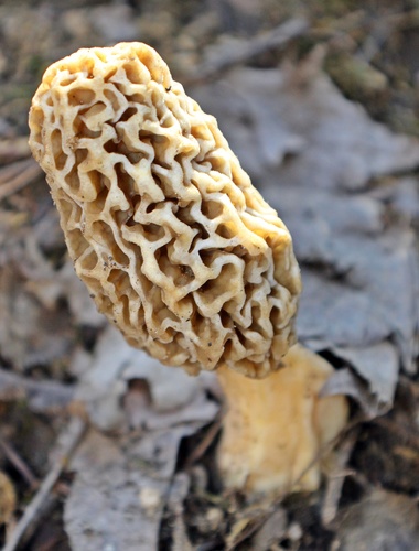 American yellow morel