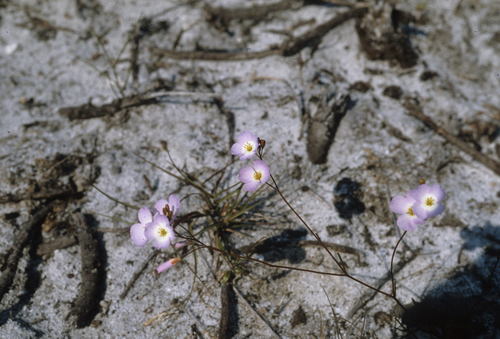 Peninsula Sunspurge (Heliophila promontorii)