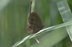 Brakefieldia simonsii