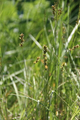 Carex muricata