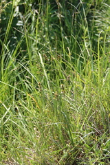 Carex muricata