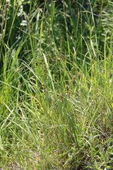 Carex muricata