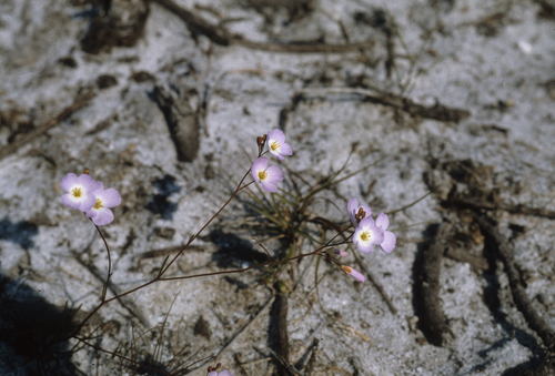 Image of Heliophila promontorii by (c) Tom Lloyd Evans, some rights reserved (CC BY-SA)