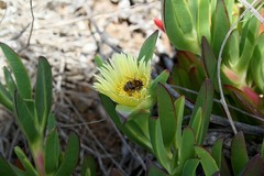 Amegilla