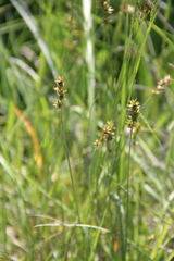 Carex muricata