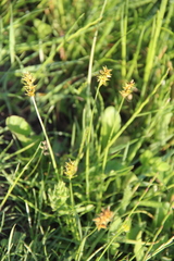 Carex muricata