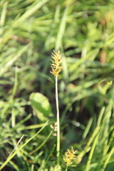 Carex muricata