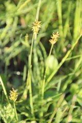 Carex muricata