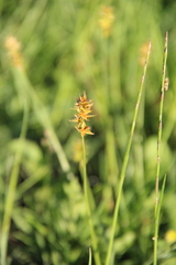 Carex muricata