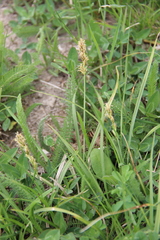 Carex muricata