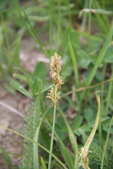 Carex muricata