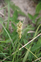 Carex muricata