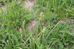 Carex muricata