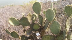Opuntia leucotricha