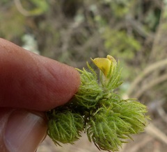 Aspalathus asparagoides asparagoides