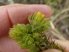 Aspalathus asparagoides asparagoides