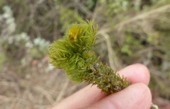 Aspalathus asparagoides asparagoides