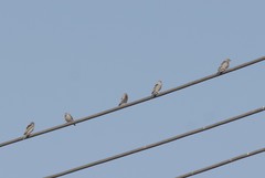 Crithagra menachensis