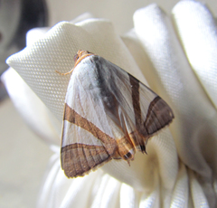 Eulepidotis rectimargo