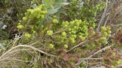 Aspalathus asparagoides asparagoides