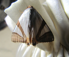 Eulepidotis rectimargo