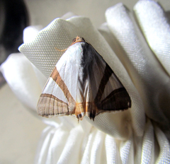 Eulepidotis rectimargo