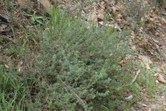 Indigofera filiformis