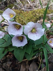 Pseudotrillium rivale