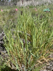 Phalaris californica