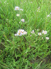 Symphyotrichum robynsianum