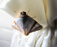 Eulepidotis rectimargo