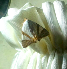 Eulepidotis rectimargo