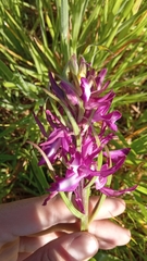 Anacamptis laxiflora
