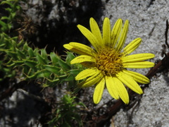Cullumia setosa setosa