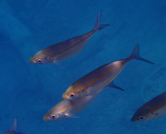 Selaroides leptolepis