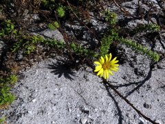 Cullumia setosa setosa