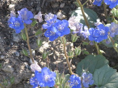 Phacelia campanularia