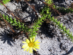 Cullumia setosa setosa