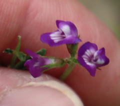 Astragalus nuttallianus