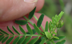 Astragalus nuttallianus