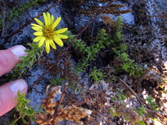 Cullumia setosa setosa