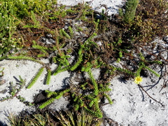 Cullumia setosa setosa