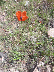 Papaver argemone