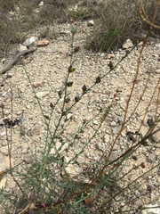 Thamnosma texana
